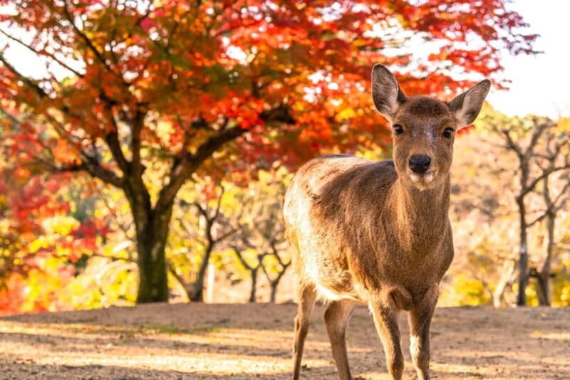 Kyoto/Osaka: Kinkakuji, Bamboo Forest, and Nara Deer Park - Key Points