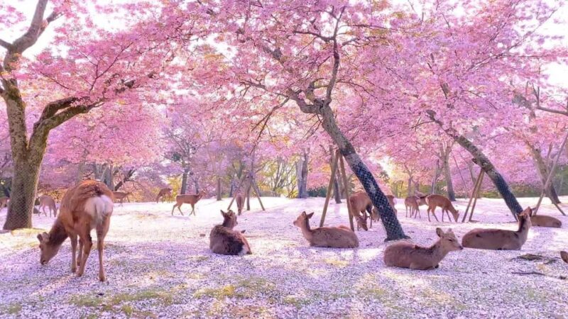 Kyoto/Osaka: Kyoto and Nara Customized Private Guided Tour - FAQ