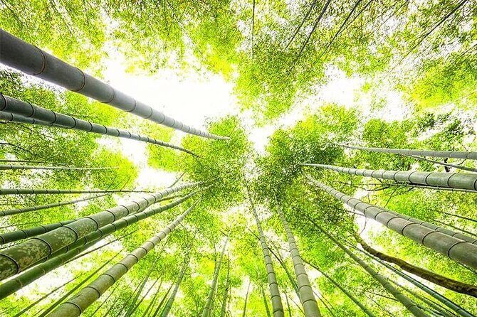 Kyoto, Osaka, Nara Private Tour by Car English Driver Guide - The Sum Up