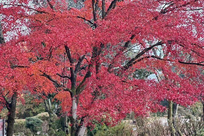 Kyoto Private Sightseeing Tours with English Speaking Driver - Frequently Asked Questions