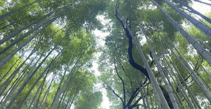 Kyoto: Private tour, Arashiyama, Bamboo Forests and Sacred Temples - A Detailed Look at the Kyoto Private Tour in Arashiyama