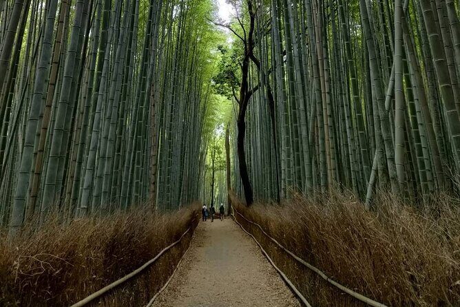 Kyoto Private Tour with National Licensed Guide - Final Thoughts