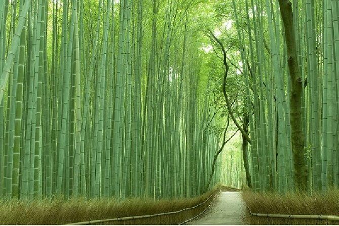 Kyoto Sagano Bamboo Grove & Arashiyama Walking Tour - Experience the Quiet Beauty of Kyoto’s Sagano and Arashiyama