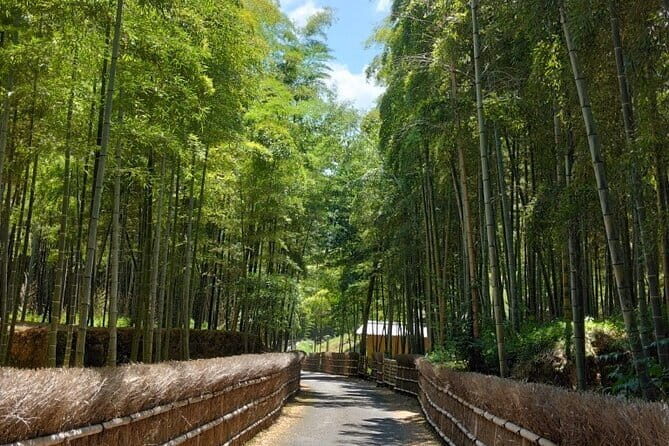 Kyoto Sakura & Hidden Gems of Timeless Tradition - The Sum Up