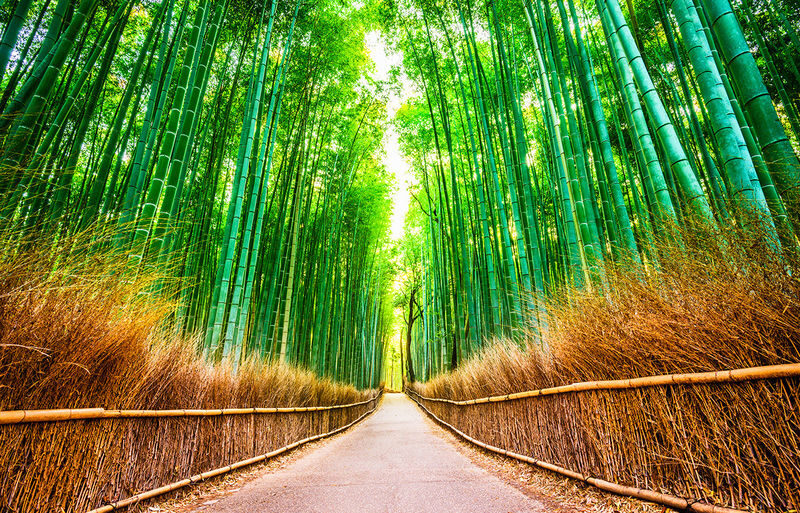 Kyoto Sanzen-in, Kifune Shrine, and Arashiyama Small Group Day Tour (Driver-Guide Service) - Arashiyama: bamboo, bridge, and a busier finish