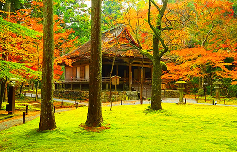 Kyoto Sanzen-in, Kifune Shrine, and Arashiyama Small Group Day Tour (Driver-Guide Service) - Should you book it?