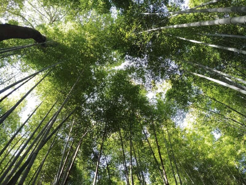 Kyoto: Serene Morning Walk in Arashiyama Bamboo Grove - The Sum Up