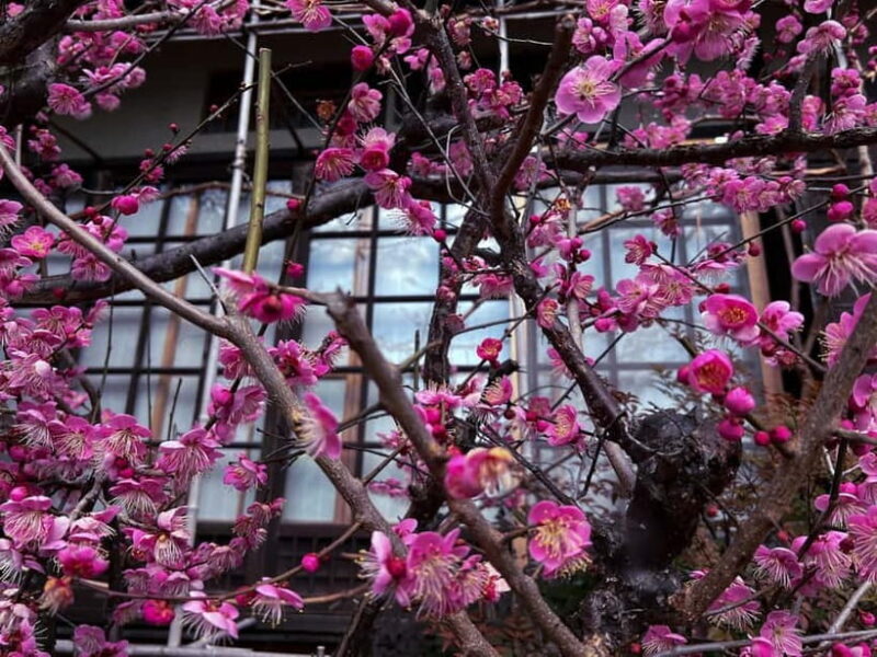 Kyoto: Silver Pavillion Guided Walking Tour - Key Points