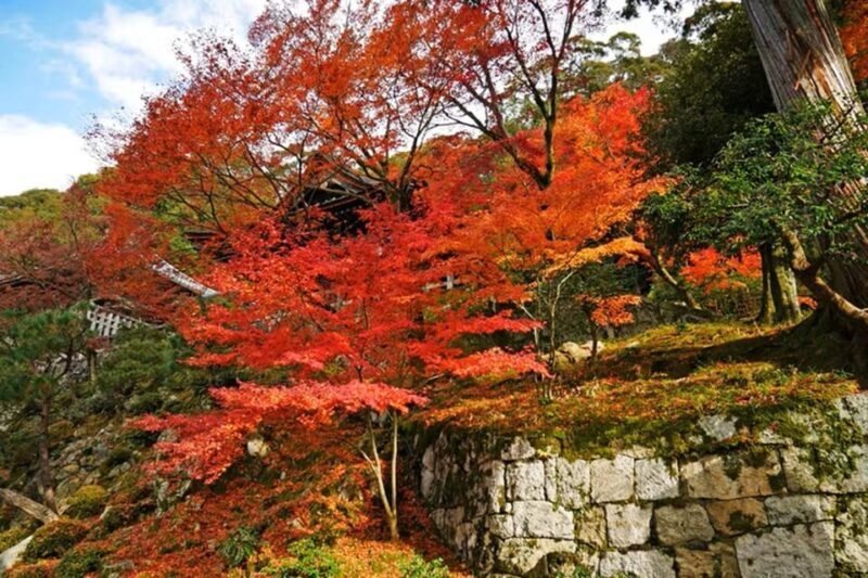 KYOTO: Sophisticated Harmony Journey: 4 Calming Scenes - Authentic Reviews: What Past Travelers Say
