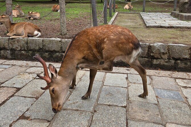 Kyoto to Nara Day Trip 6 Hour Private Tour with Deer and Temples - Key Points