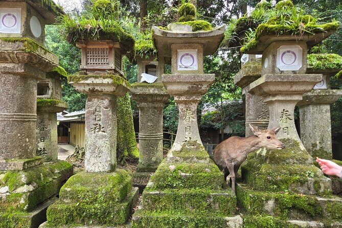 Kyoto to Nara Day Trip 6 Hour Private Tour with Deer and Temples - FAQ