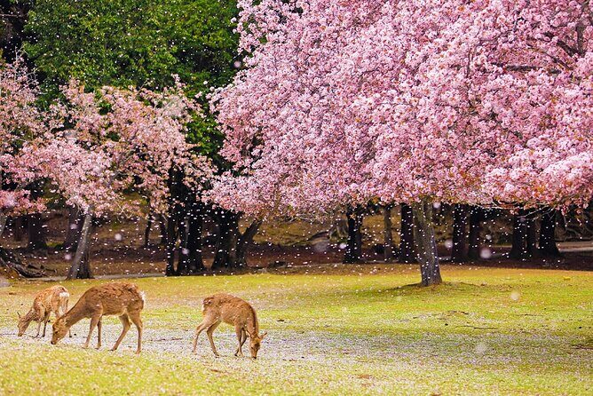 Kyoto Tour at Nara Park, Arashiyama and Fushimi Inari Shrine - Who Should Consider This Tour?