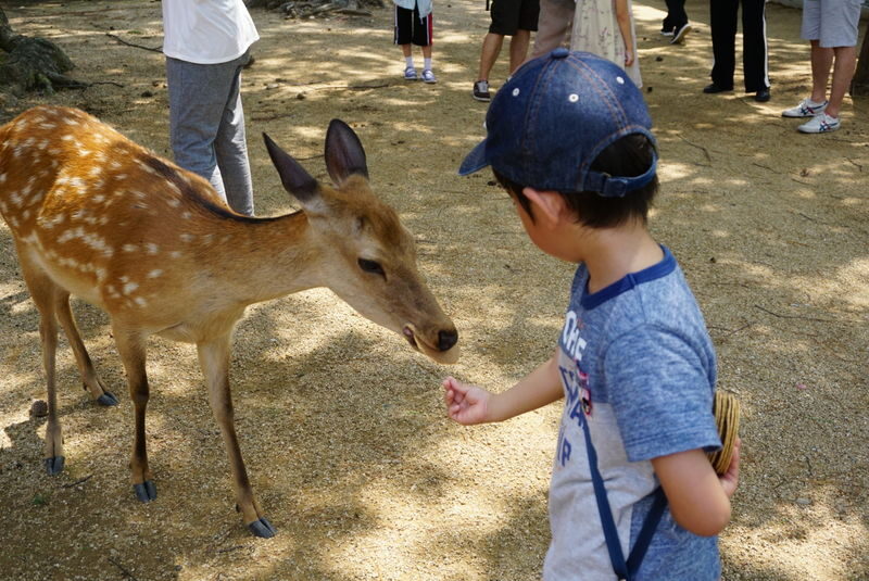 Kyoto Uji Matcha Experience & Nara Private 1-Day Tour - Kasuga Taisha: a shrine visit on foot
