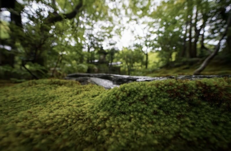 Kyoto: Zen Meditation at a Private Temple with a Monk - Learning Zazen from a resident monk