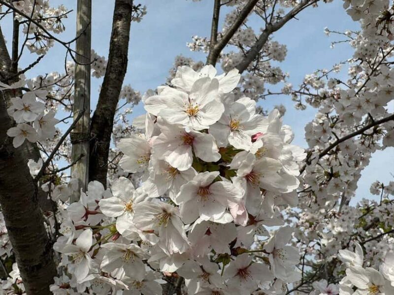 Kyoto:Philosophers Path Seasonal Walk - The Itinerary: What to Expect