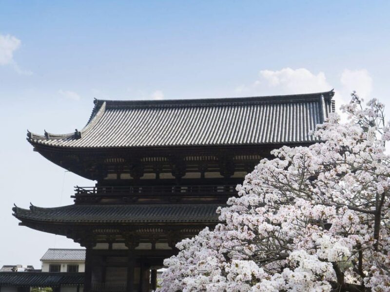 Kyoto's Cherry Blossom Beauty: A 4-Hour Sakura Stroll - Key Points