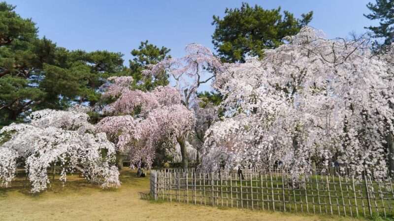 Kyoto's Cherry Blossom Beauty: A 4-Hour Sakura Stroll - What Makes This Tour Stand Out?