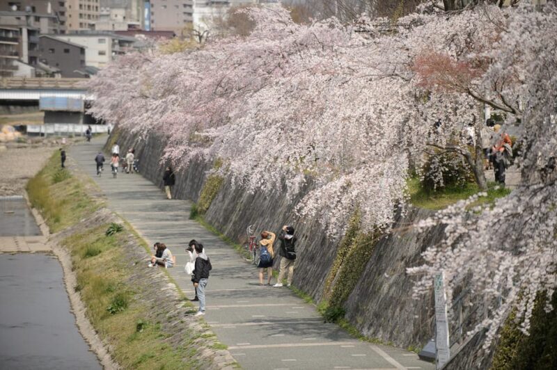 Kyoto's Cherry Blossom Beauty: A 4-Hour Sakura Stroll - Practical Tips for Your Sakura Stroll