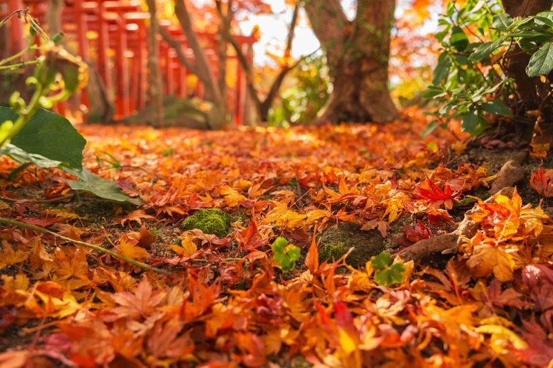 Kyushu Autumn Foliage Limited | Yufuin & Umi Jigoku & Yabakei & Kamado Shrine Day Tour - Yabakei: rocks, gorge views, and autumn color
