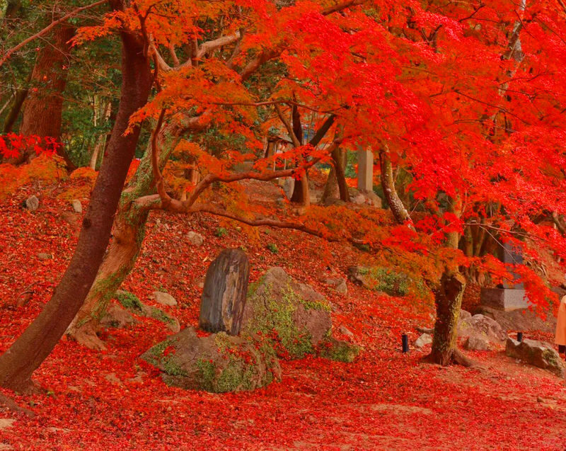 Kyushu Autumn Foliage Limited | Yufuin & Umi Jigoku & Yabakei & Kamado Shrine Day Tour - Kamado Shrine: a possible maple-lit finale