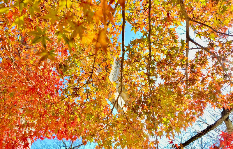 Kyushu Autumn Foliage Limited | Yufuin & Umi Jigoku & Yabakei & Kamado Shrine Day Tour - What the price includes, and what it doesn’t
