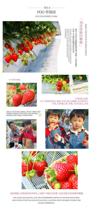 Kyushu Dual Route One-Day Tour: (Seasonal) Strawberry Picking / Dazaifu Kimono Experience & Yanagawa River Cruise & Tosu Outlet (Departing from Fukuoka) - Route B: picking strawberries in Yame