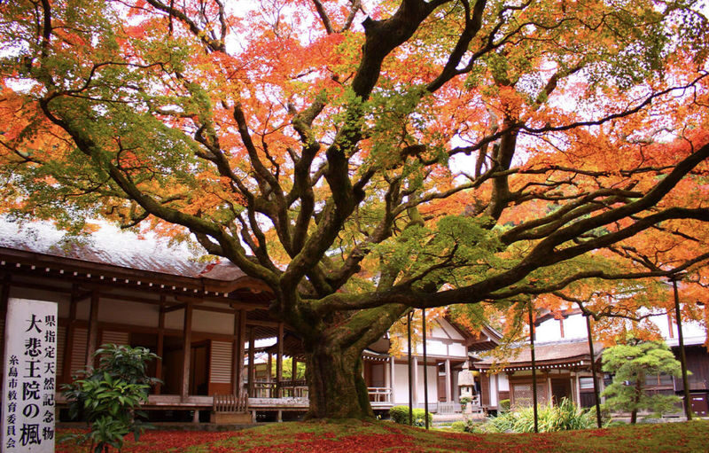 Kyushu Fukuoka Itoshima customized itinerary chartered car day trip/multi-day trip: Shiraito Falls, Sakurai Futamiura Couple Rocks, Sakurai Shrine, Dazaifu Tenmangu Shrine, Nanzoin Temple - Is the charter worth the price?