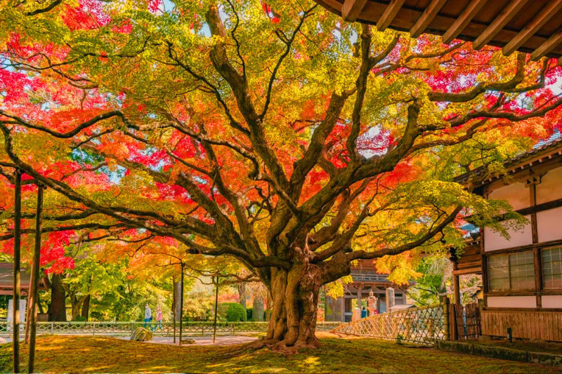 Kyushu Itoshima Popular Route: Itoshima Meoto Iwa & Angel Wing & Ichiran Ramen & Shiraito Falls & Dazaifu & Yanagawa River Cruise 1-Day Tour - Shiraito Falls or Raizan Sennyo-ji Temple