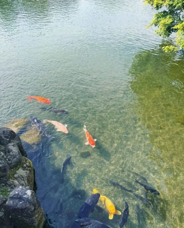 Kyushu [Kumamoto Chartered Car Day Trip] (Green Plate 5-seater/10-seater optional, port/airport/hotel transfer, Japanese-speaking driver customization) - Who should book this private car