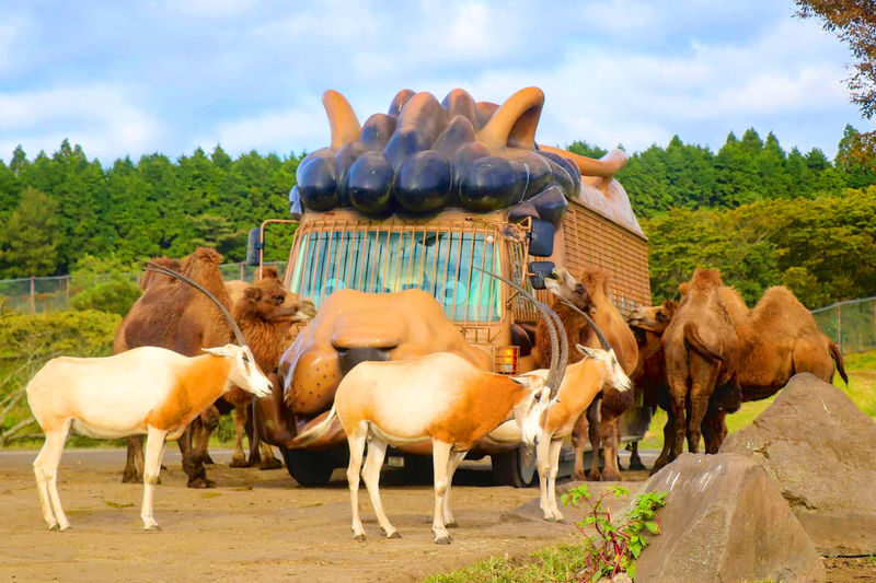 Kyushu Natural Zoological Park and Yufuin Full-Day Wildlife Tour - At a glance
