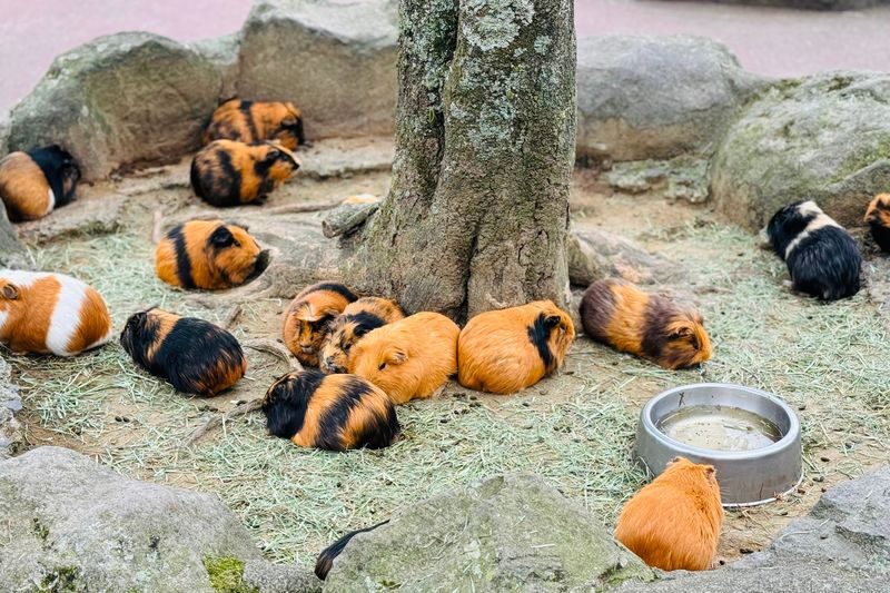Kyushu Natural Zoological Park and Yufuin Full-Day Wildlife Tour - Mount Yufu: a short stop with a view