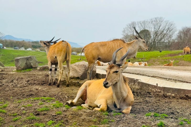 Kyushu Natural Zoological Park and Yufuin Full-Day Wildlife Tour - Yufuin: two hours to wander, shop and eat