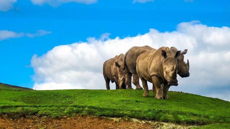 Kyushu Oita Day Trip: Natural Zoo & Mt. Yufu & Yufuin & Beppu Sea Hell - Two hours to make your own Yufuin visit