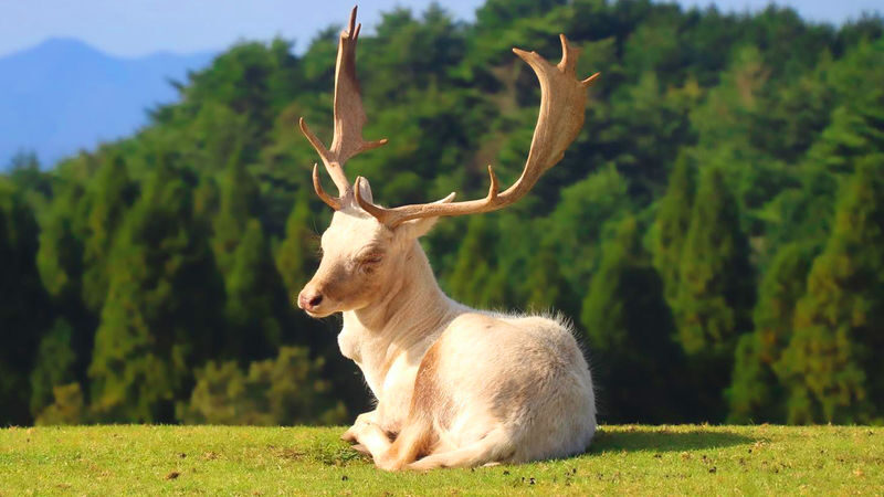 Kyushu Oita | Kyushu Natural Animal Park & Mt. Yufu & Yufuin & Kinrin Lake & Umi Jigoku (Ocean Hell) Day Trip (From Fukuoka) - Mount Yufu: a short stop, not a mountain walk