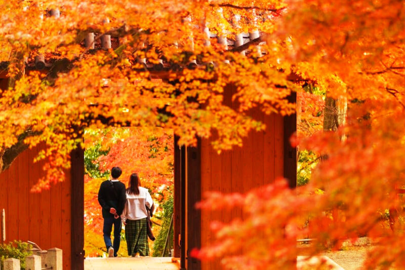 Kyushu/Saga Autumn Foliage Tour | Dazaifu Tenmangu Shrine (Optional Kimono Experience)-Daikozenji Temple-Kunenan-Homangu Kamado Shrine Illumination - The day at a glance