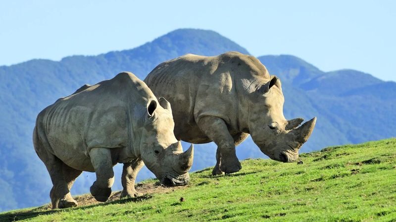 Kyushu Wildlife Park & Yufuin Full-Day Hot Springs Tour - Is $44.19 good value?