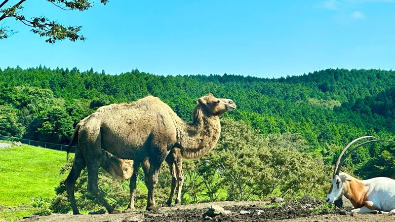 Kyushu Wildlife Park & Yufuin Full-Day Hot Springs Tour - Who should book this day out?