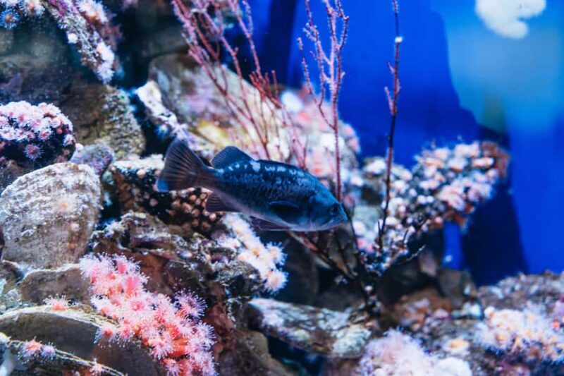 LA: Aquarium of the Pacific Skip-the-Line Entry - A Closer Look at the LA: Aquarium of the Pacific Skip-the-Line Entry Experience