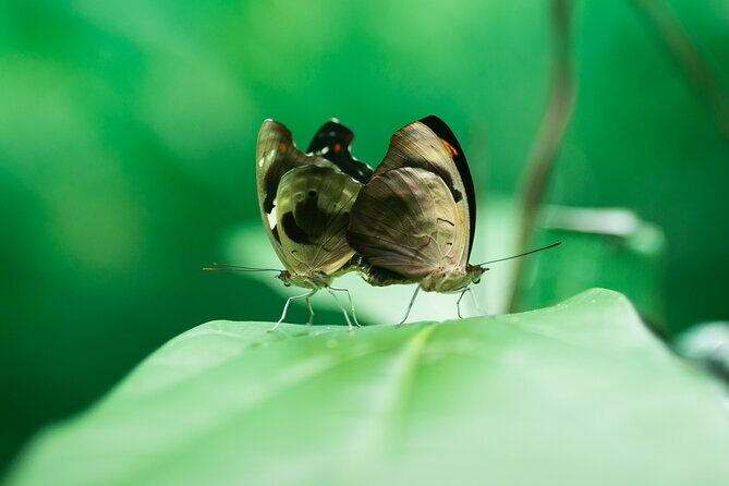 La Fortuna Arenal Butterfly Garden - What to Expect at La Fortuna’s Butterfly Garden