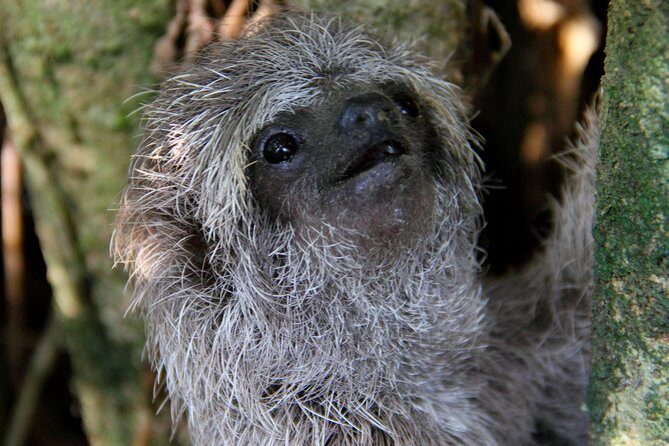 La Fortuna Birds, Butterfly Garden, sloths Guided Tour 2hrs - Final Thoughts