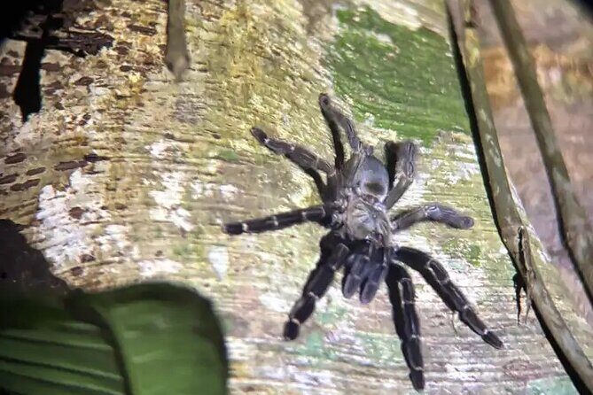 La Fortuna Educational Night Walk - Experience the La Fortuna Educational Night Walk