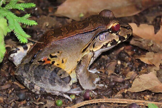 La Fortuna Educational Night Walk - The Value & Why It Stands Out
