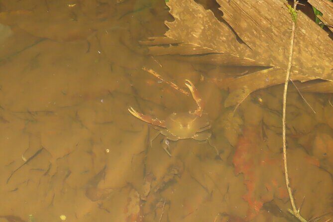 La Fortuna Educational Night Walk - The Sum Up