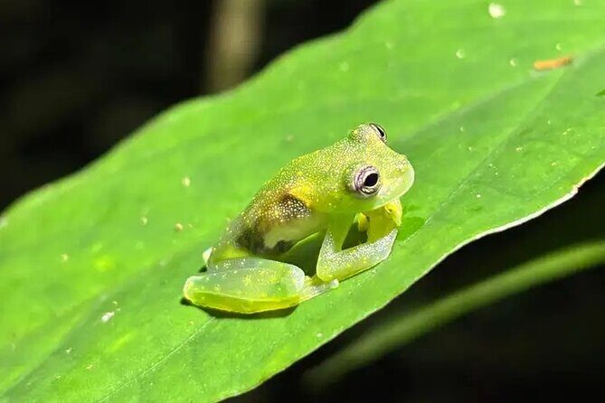 La Fortuna Educational Night Walk - Frequently Asked Questions