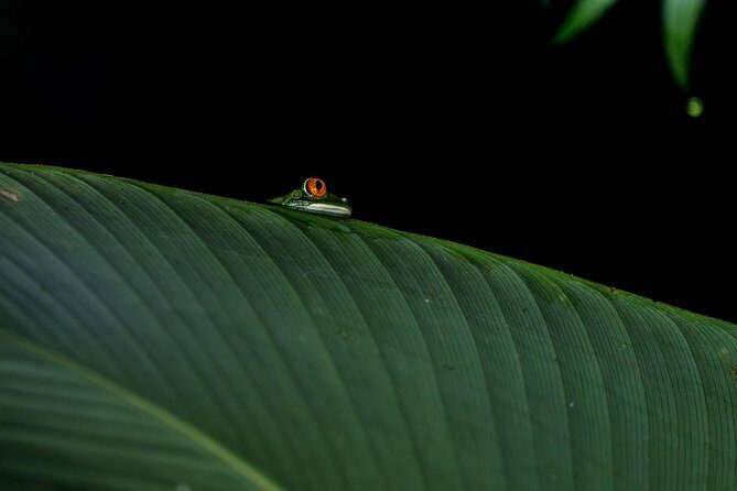 La Fortuna Frogs and Reptiles Wildlife Night Tour 2hrs - Authentic Encounters & Real Reviews