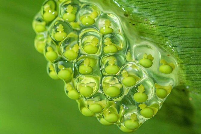 La Fortuna Guided Day Nature Experience 2hrs - FAQ