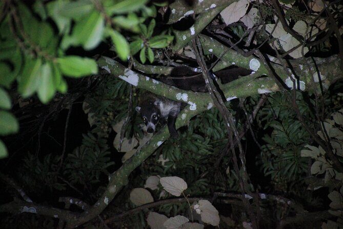 La Fortuna Night Walk in High Biodiversity Rainforest - Why This Tour Offers Good Value