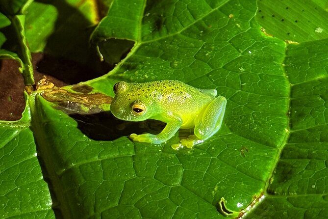 La Fortuna Night Walk (Private Tour) - Key Points
