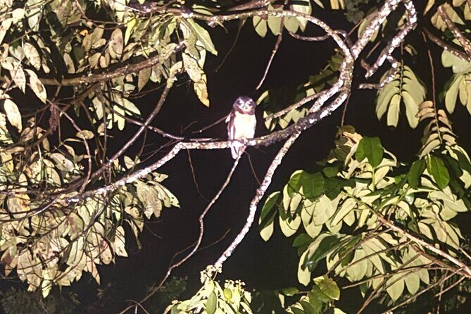 La Fortuna Night Walk (Private Tour) - In-Depth Look at the La Fortuna Night Walk