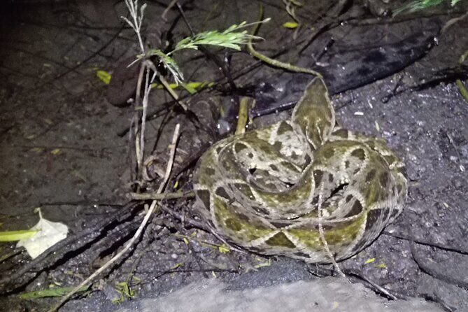 La Fortuna Night Walk (Private Tour) - Frequently Asked Questions (FAQs)